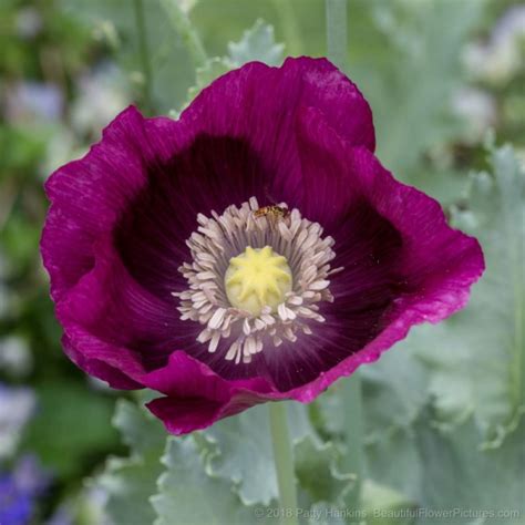 Colorful Poppies Beautiful Flower Pictures Blog