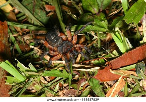 Trapdoor Spider Habitat Stock Photo 668687839 | Shutterstock