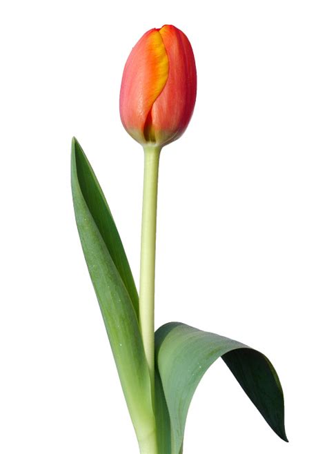 Oranžový tulipán | Tomáš Šereda