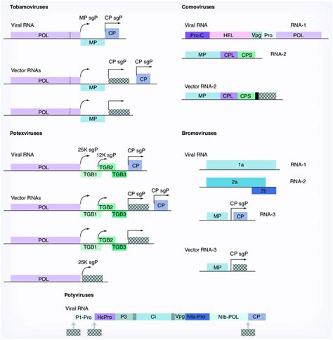 Schematic Representation Of Viral Genomes And Vectors Used To Express