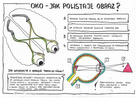 Oko Czyli Jak Powstaje Obraz Klasa 7 Kolorowa Sketchnotka