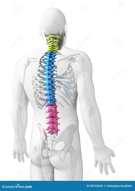 The Spine Sections Royalty-Free Cartoon | CartoonDealer.com #100716629