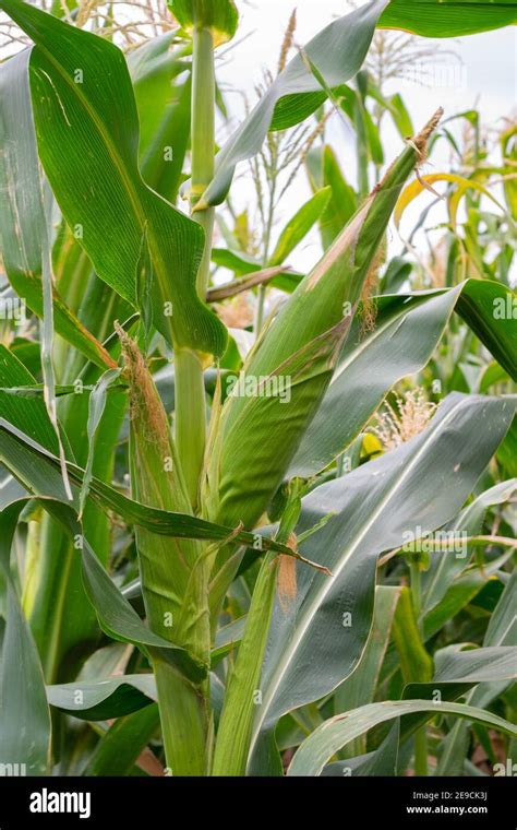 plant  res stock photography  images alamy