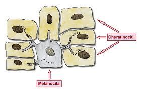 EsteticaMente Mille E Una Sulla PELLE Parte Prima L Epidermide