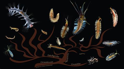 The most diverse worm species on the ocean floor