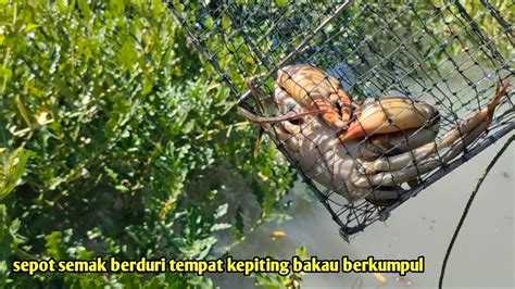 Kembali Berburu Kepiting Bakau Disepot Andalan Setelah Pulang Kampung