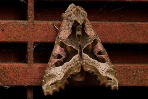 Angle Shades Moth Holt Dorset Butterflies