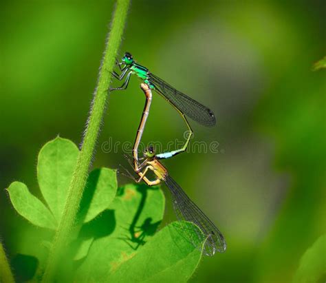 Mating Dragonflies Stock Photos Free Royalty Free Stock Photos