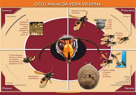 Aga Asociación Galega De Apicultura Vespa Avispa Velutina Ciclo De Vida