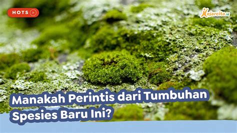 Manakah Perintis Dari Tumbuhan Spesies Baru Ini Biologi Sma Soal