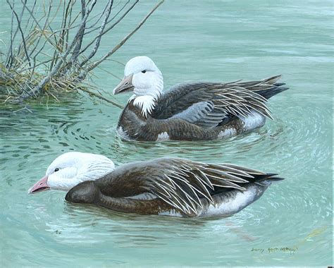 Snow Geese, Blue Morph Painting by Barry Kent MacKay - Fine Art America