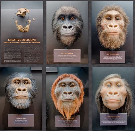 Lucy—missing Link Or Part Of The Ape Kind Answers In Genesis