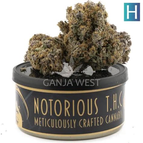 Notorious THC Craft Hawaiian Thunder Fuck 7 Grams Ganja West