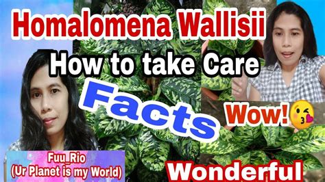 Homalomena Wallisiihow To Take Carehow Big This Plant Isfuurio