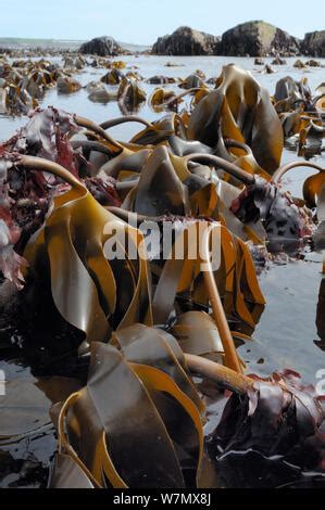 Laminaria Hyperborea Palmaria Palmata Seaweed Pembrokeshire Coast