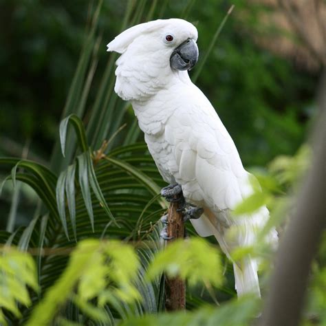 White Macaw 2 Hillarie Flickr