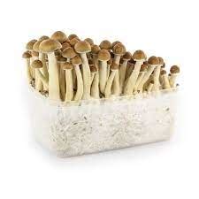 Magic Mushroom Grow Kit USA | Magic Mushroom Grow Kit Online