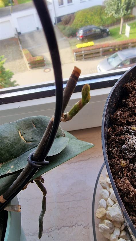 what's wrong with my plant? : r/orchids