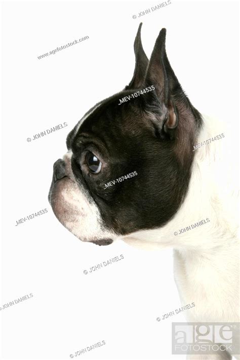 Dog Boston Terrier Close Up Of Head Side View Stock Photo Picture