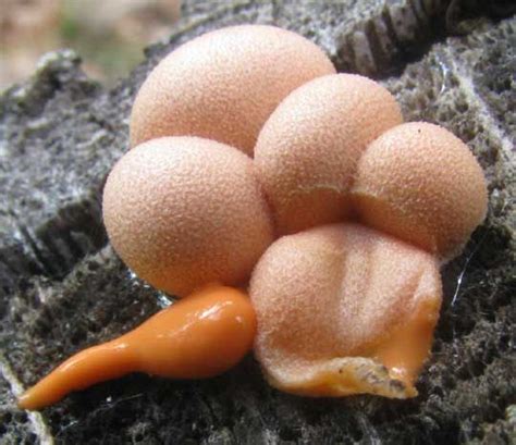 Wolf S Milk Slime Mold Lycogala Epidendrum Showing Goo Extruded From