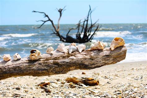 Edisto Island's Botany Bay - South Carolina Lowcountry