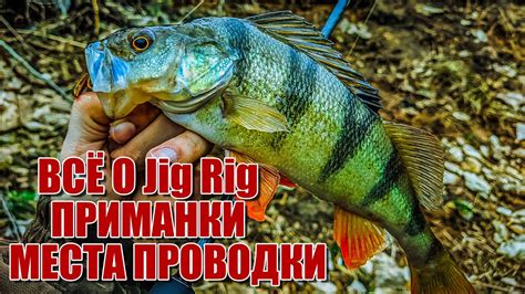 Всё о JIG RIG места, проводки, приманки | Как и когда я ловлю на джиг ...