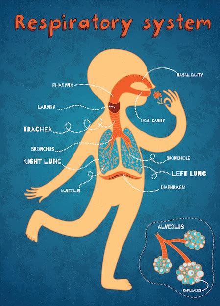 Human Respiratory System Cartoon