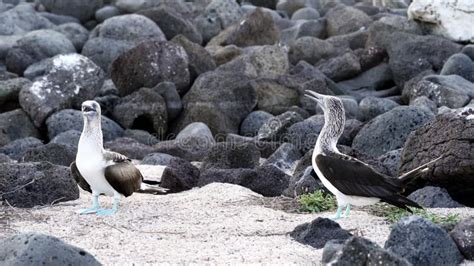 Blue Footed Booby Sula Nebouxii Is A Marine Bird Stock Video