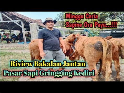 Sapine Ora Payu Minggu Ceria Mulai 10 Juta Riview Bakalan Jantan Pasar