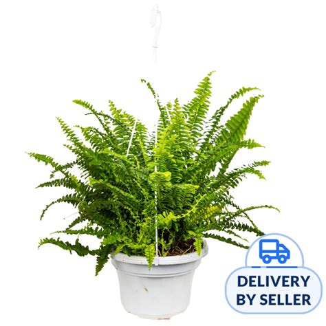 JM Flower Boston Fern Hanging Plant 22cm Pot | NTUC FairPrice