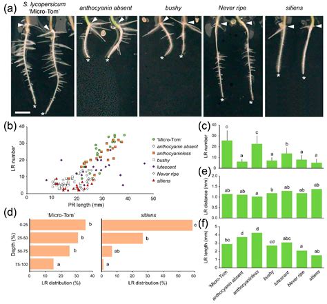 IJMS Free Full Text Morphological Characterization Of Root System