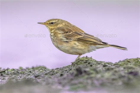 Water Pipit resting in wetland habitat during migration Stock Photo by ...