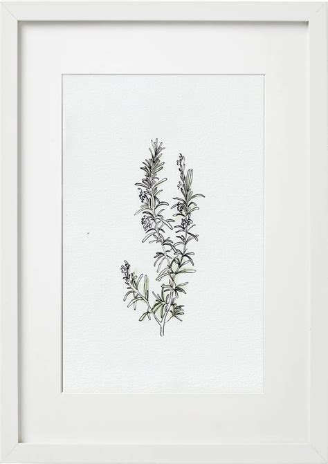 Rosemary Original Watercolour And Ink Botanical Illustration Etsy Uk