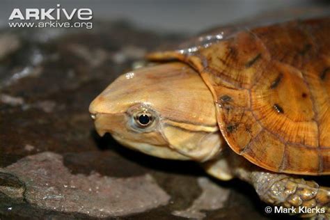 Big headed turtle - Alchetron, The Free Social Encyclopedia