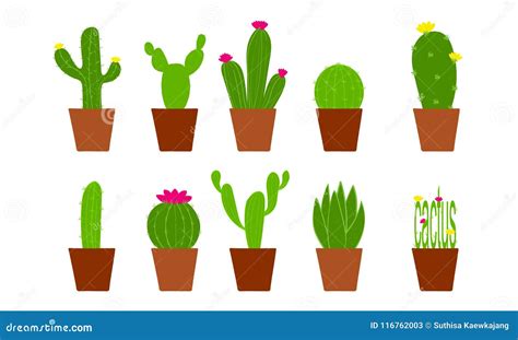 Sistema Del Cactus Del Vector Del Ejemplo Nueve En Potes Con Las Flores