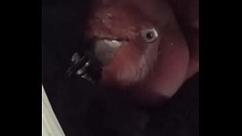 compañero de habitación XVIDEOS