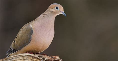 Dove Season 2019 A Plus Game Birds