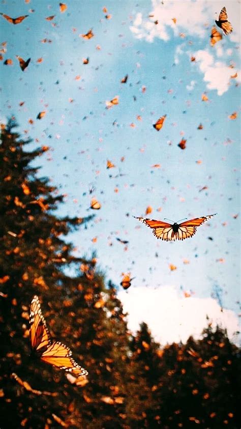 Monarch Butterfly Aesthetic Wallpapers Free Monarch Butterfly