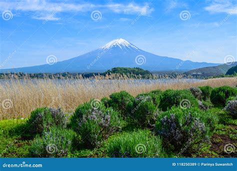 Mount Fuji View from Oishi Park at the Lake Kawaguchiko Stock Image - Image of landmark ...