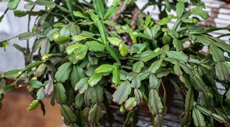 How To Revive A Dying Christmas Cactus