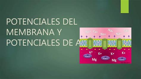 Potenciales Del Membrana Y Potenciales De Accion Ppt