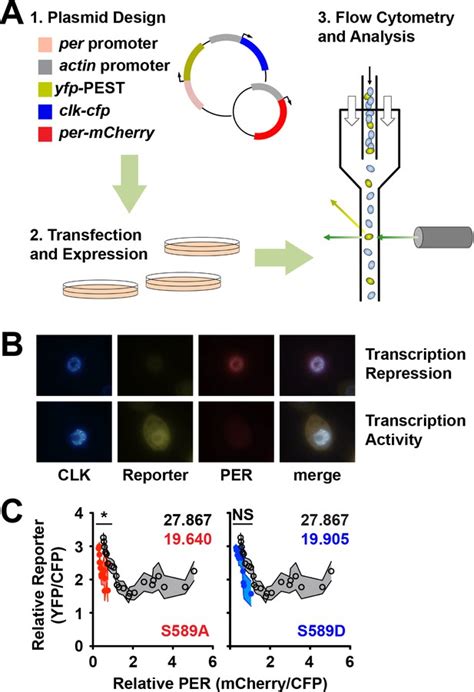 Ck1doubletime Activity Delays Transcription Activation In The Circadian Clock Elife