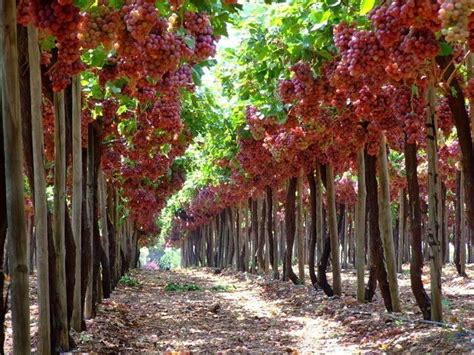 Вот это виноград | OK.RU | Trellis plants, Grape plant, Fruit garden