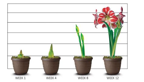 All About Amaryllis