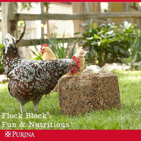 Quick Tip Keep Your Hens Occupied With A Purina Flock Block This