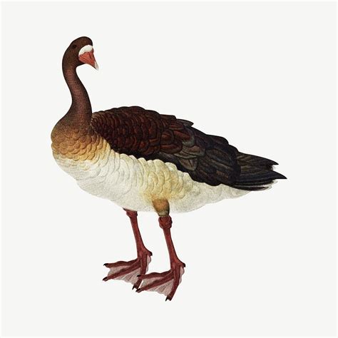 Japanese Goose Images Free Photos Png Stickers Wallpapers