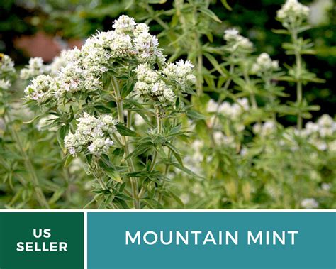 Mountain Mint 100 Seeds Medicinal Herb GMO Free | Etsy