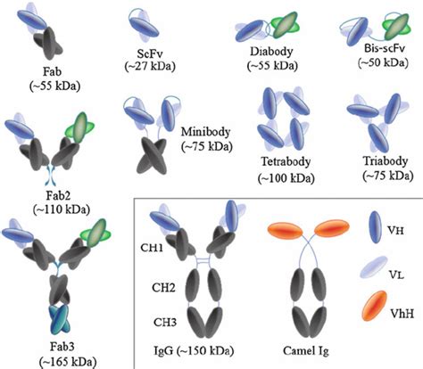 The Antibody And Different Antibody Fragments 1 Download