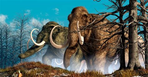 woolly mammoths   brought   life  scientists