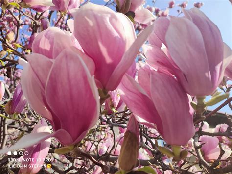 B Foto Parfumul Minunatelor Magnolii Se Simte I Pe Str Maior